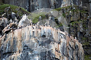 Many guillemots nest on the Alkefjellet rock. Spitsbergen, Norway, Polar area.