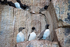 Many guillemots nest on the Alkefjellet rock. Spitsbergen, Norway, Polar area.