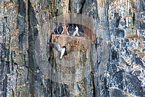 Many guillemots nest on the Alkefjellet rock. Spitsbergen, Norway, Polar area.