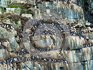 Many guillemots nest on the Alkefjellet rock. Spitsbergen, Norway, Polar area.