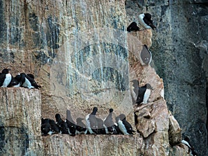 Many guillemots nest on the Alkefjellet rock. Spitsbergen, Norway, Polar area.