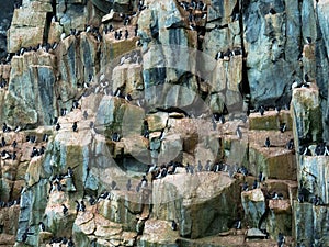 Many guillemots nest on the Alkefjellet rock. Spitsbergen, Norway, Polar area.