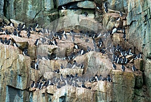 Many guillemots nest on the Alkefjellet rock. Spitsbergen, Norway, Polar area.