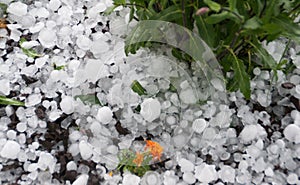 Many hail stones accumulated in a flower bed with an orange flower