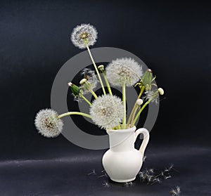 Many half-blossoming and fluffy dandelions in small ceramic jug