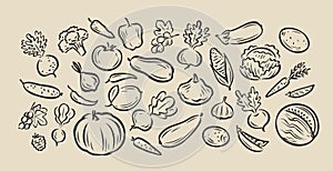 Many hand-drawn vegetables. Food sketch vector illustration