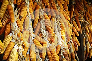 Many hanging dried corn cobs, selective focus
