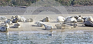 Many Happy Sea Lions Basking on Sand Bar