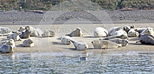 Many Happy Sea Lions Basking on Sand Bar photo