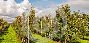 Many harvest ripe Elstar apples in a Dutch orchard