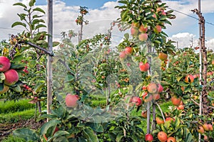 Many harvest ripe Elstar apples in a Dutch orchard