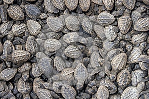 Many hatchlings of Loggerhead Sea Turtles Caretta caretta