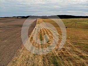 Many hay bales in the agricultural field