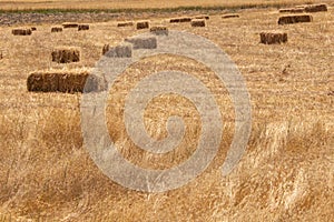 Many hay bales on the field, harvest time