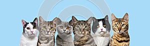Many head shot cats looking at the camera on blue background