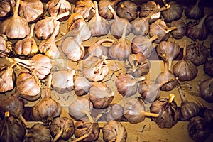 Many heads of garlic in boxes. natural background