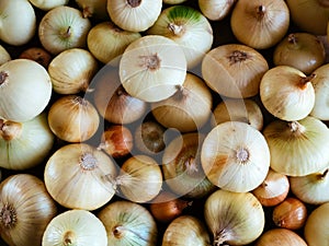 Many heads of Golden and brown onions are lying on the table, close-up, top view. Organic, agricultural culinary background.