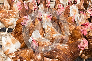 Many healthy laying hens in sunlight on a farm