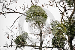 Many hemiparasitic mistletoe bushes on tree branches