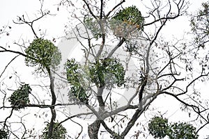 Many hemiparasitic mistletoe bushes on tree branches
