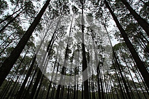 Many high pine tree in deep jungle or forest with sky and white clouds background at Phu Hin Rong Kla National Park.