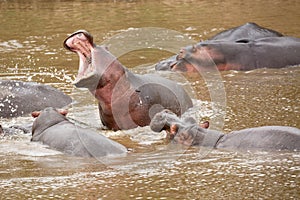 Many hippopotamus in Masai river at Masai Mara National park in Kenya, Africa. Wildlife animals