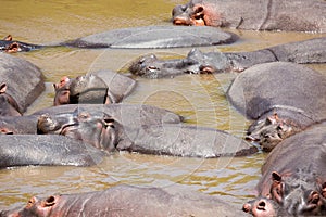 Many hippopotamus in Masai river at Masai Mara National park in Kenya, Africa. Wildlife animals