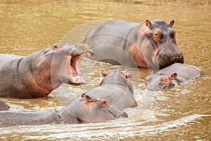 Many hippopotamus in Masai river at Masai Mara National park in Kenya, Africa. Wildlife animals