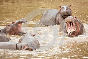 Many hippopotamus in Masai river at Masai Mara National park in Kenya, Africa. Wildlife animals