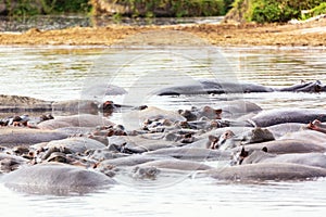 Many hippopotamus in Masai river at Masai Mara National park in Kenya, Africa. Wildlife animals