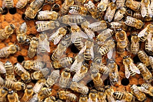 Many Honey bees in a beehive on frame