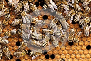 Many honey bees on a hive