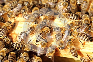 Many honey bees are team working