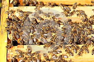 Many honey bees on work