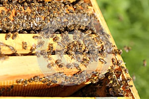 Many honey bees are working