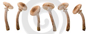 Many honey fungus mushrooms at various angles on white background