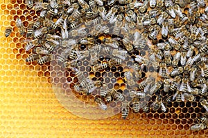 Many honeybees