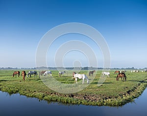 many horses in green grassy meadow and distant farm in holland under blue sky on summer morning