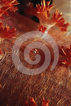 Many-host Goby fish on soft coral