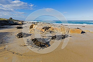 Many huge Bull kelp Bullwhip kelp washed ashore in Tasmania, A