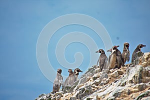 Many Humboldt Penguins standing on a cliff on Las Islas Ballestas Paracas Peru