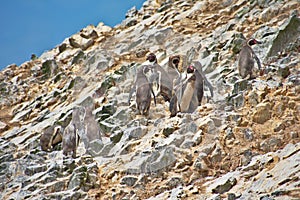 Many Humboldt Penguins standing on a rocky cliff on Las Islas Ballestas Paracas Peru photo