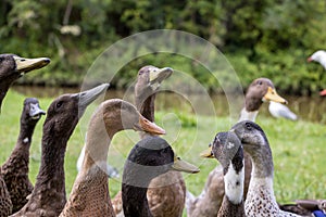 Horde Of Hungry Ducks