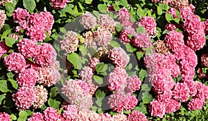 Many hydrangeas in the garden in spring