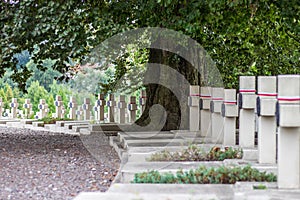 Many identical white crosses on the cemetery under a big tree.