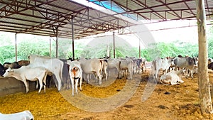 Many Indian Cows, Bulls And Calf Standing Fodder Eating.