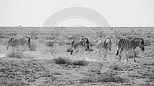 Many individual Burchell`s zebra Equus quagga burchellii, grazing on stony ground, Etosha National Park, Namibia, Africa