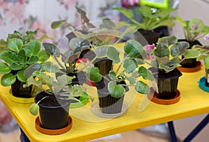 Many indoor plants - saintpaulia, violets. flowers in small plastic pots