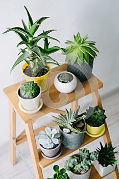 Many indoor plants in white, gray and yellow pots