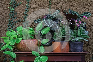 Many indoor trees in pots. Placed on a wooden table in the garden of a cafe.